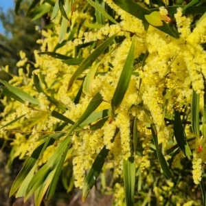 Acacia floribunda at Isaacs, ACT - 14 Sep 2023