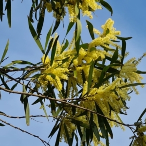 Acacia floribunda at Isaacs, ACT - 14 Sep 2023