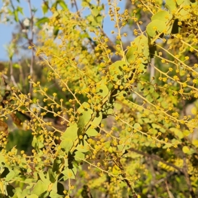 Acacia pravissima (Wedge-leaved Wattle, Ovens Wattle) at Isaacs, ACT - 14 Sep 2023 by Mike