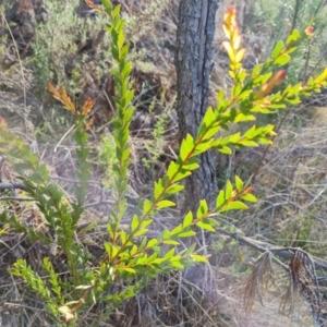 Acacia sp. at Isaacs, ACT - 14 Sep 2023