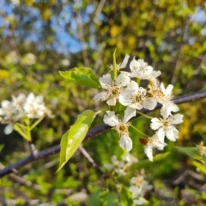 Malus pumila at Isaacs Ridge and Nearby - 14 Sep 2023