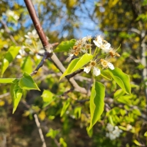 Malus pumila at Isaacs Ridge and Nearby - 14 Sep 2023