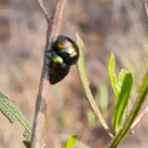 Callidemum hypochalceum at Jerrabomberra, ACT - 14 Sep 2023