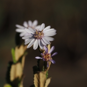 Olearia montana at Tinderry, NSW - 13 Sep 2023 04:17 PM