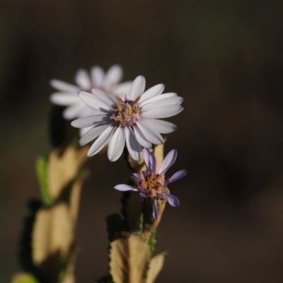 Olearia montana at Tinderry Nature Reserve - 13 Sep 2023 by RAllen