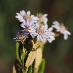 Olearia montana at Tinderry, NSW - 13 Sep 2023