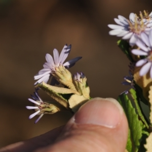 Olearia montana at Tinderry, NSW - 13 Sep 2023