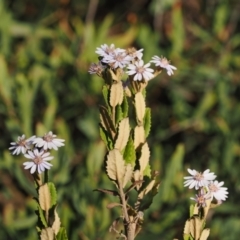 Olearia montana at Tinderry, NSW - 13 Sep 2023 04:17 PM