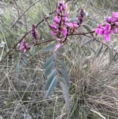 Indigofera australis subsp. australis (Australian Indigo) at Aranda, ACT - 14 Sep 2023 by lbradley