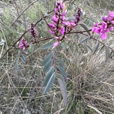 Indigofera australis subsp. australis (Australian Indigo) at Aranda, ACT - 14 Sep 2023 by lbradley