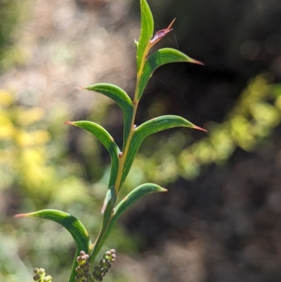 Acacia triptera (Spur-wing Wattle) at Mount Hope, NSW - 9 Sep 2023 by Darcy