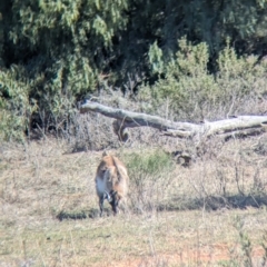 Capra hircus (Goat) at Euabalong, NSW - 9 Sep 2023 by Darcy