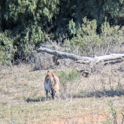 Capra hircus (Goat, Feral Goat) at Euabalong, NSW - 9 Sep 2023 by Darcy