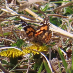 Vanessa kershawi (Australian Painted Lady) at Braidwood, NSW - 14 Sep 2023 by MatthewFrawley