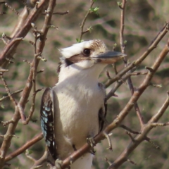 Dacelo novaeguineae (Laughing Kookaburra) at Braidwood, NSW - 14 Sep 2023 by MatthewFrawley