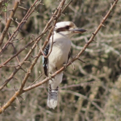 Dacelo novaeguineae at Braidwood, NSW - 14 Sep 2023