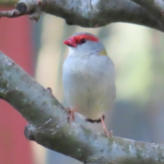 Neochmia temporalis (Red-browed Finch) at Braidwood, NSW - 14 Sep 2023 by MatthewFrawley