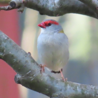 Neochmia temporalis (Red-browed Finch) at Braidwood, NSW - 14 Sep 2023 by MatthewFrawley