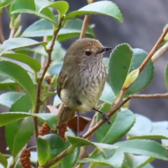 Acanthiza pusilla (Brown Thornbill) at Braidwood, NSW - 14 Sep 2023 by MatthewFrawley