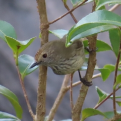 Acanthiza pusilla at Braidwood, NSW - 14 Sep 2023