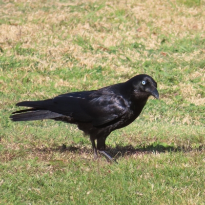 Corvus mellori (Little Raven) at Braidwood, NSW - 14 Sep 2023 by MatthewFrawley