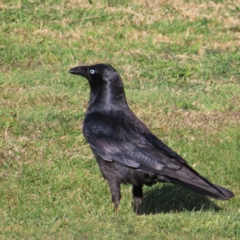 Corvus mellori at Braidwood, NSW - 14 Sep 2023