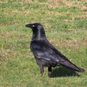 Corvus mellori at Braidwood, NSW - 14 Sep 2023 03:26 PM