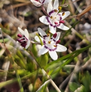 Wurmbea dioica subsp. dioica at Captains Flat, NSW - 14 Sep 2023 04:24 PM