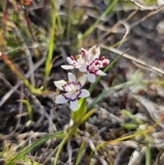 Wurmbea dioica subsp. dioica at Captains Flat, NSW - 14 Sep 2023 04:24 PM