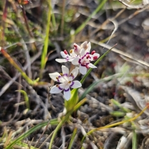 Wurmbea dioica subsp. dioica at Captains Flat, NSW - 14 Sep 2023 04:24 PM