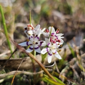 Wurmbea dioica subsp. dioica at Captains Flat, NSW - 14 Sep 2023 04:24 PM