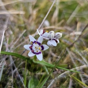 Wurmbea dioica subsp. dioica at Captains Flat, NSW - 14 Sep 2023 04:24 PM