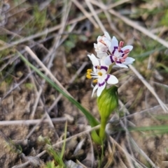 Wurmbea dioica subsp. dioica at Captains Flat, NSW - 14 Sep 2023 04:24 PM