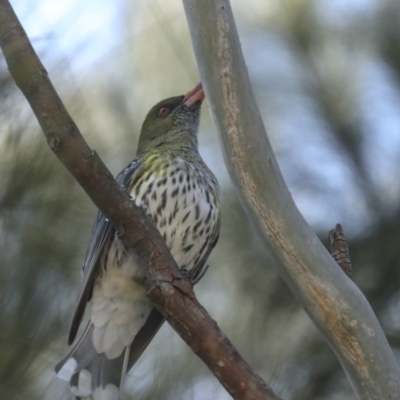 Oriolus sagittatus (Olive-backed Oriole) at Bruce, ACT - 14 Sep 2023 by AlisonMilton