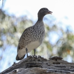 Chenonetta jubata (Australian Wood Duck) at Bruce Ridge to Gossan Hill - 14 Sep 2023 by AlisonMilton