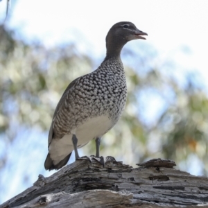 Chenonetta jubata at Bruce, ACT - 14 Sep 2023 11:52 AM