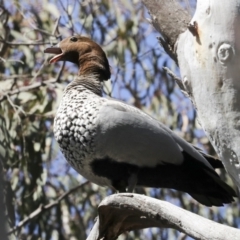 Chenonetta jubata at Bruce, ACT - 14 Sep 2023 11:52 AM