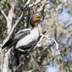 Chenonetta jubata at Bruce, ACT - 14 Sep 2023 11:52 AM