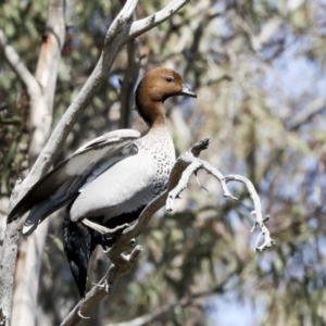 Chenonetta jubata at Bruce, ACT - 14 Sep 2023 11:52 AM