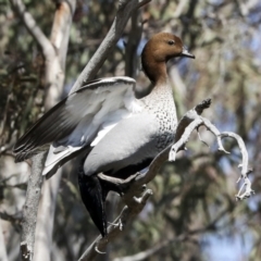 Chenonetta jubata at Bruce, ACT - 14 Sep 2023 11:52 AM