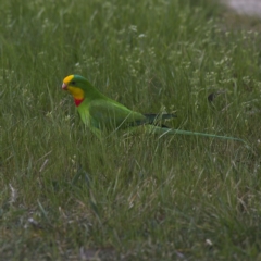 Polytelis swainsonii (Superb Parrot) at Higgins, ACT - 14 Sep 2023 by Trevor