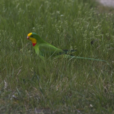 Polytelis swainsonii (Superb Parrot) - 1 Jan 1900 by MichaelWenke