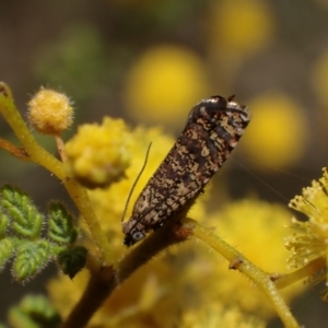 Isochorista pumicosa at Murrumbateman, NSW - 11 Sep 2023