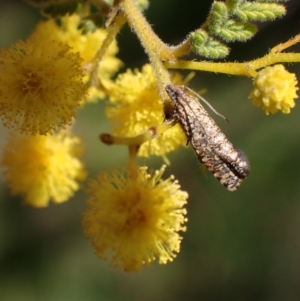 Isochorista pumicosa at Murrumbateman, NSW - 11 Sep 2023