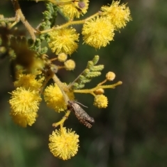 Isochorista pumicosa at Murrumbateman, NSW - 11 Sep 2023