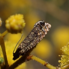 Isochorista pumicosa at Murrumbateman, NSW - 11 Sep 2023