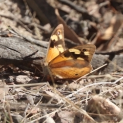 Heteronympha merope (Common Brown Butterfly) at Gungahlin, ACT - 20 Mar 2022 by HappyWanderer