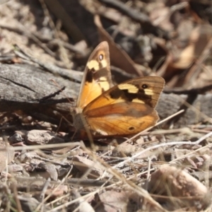 Heteronympha merope at Gungahlin, ACT - 20 Mar 2022