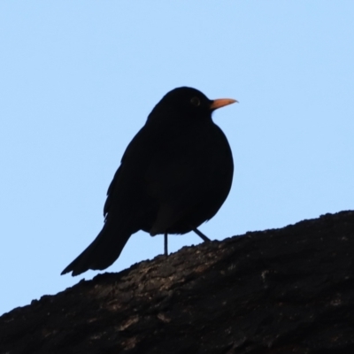 Turdus merula (Eurasian Blackbird) at Fyshwick, ACT - 14 Sep 2023 by JimL
