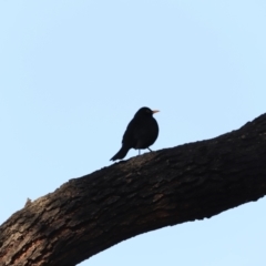 Turdus merula at Fyshwick, ACT - 14 Sep 2023